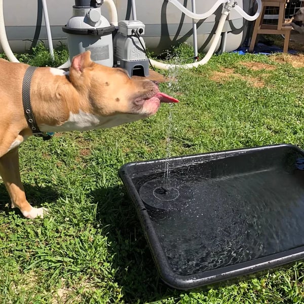 SunDisc™ Solar Powered Water Fountain